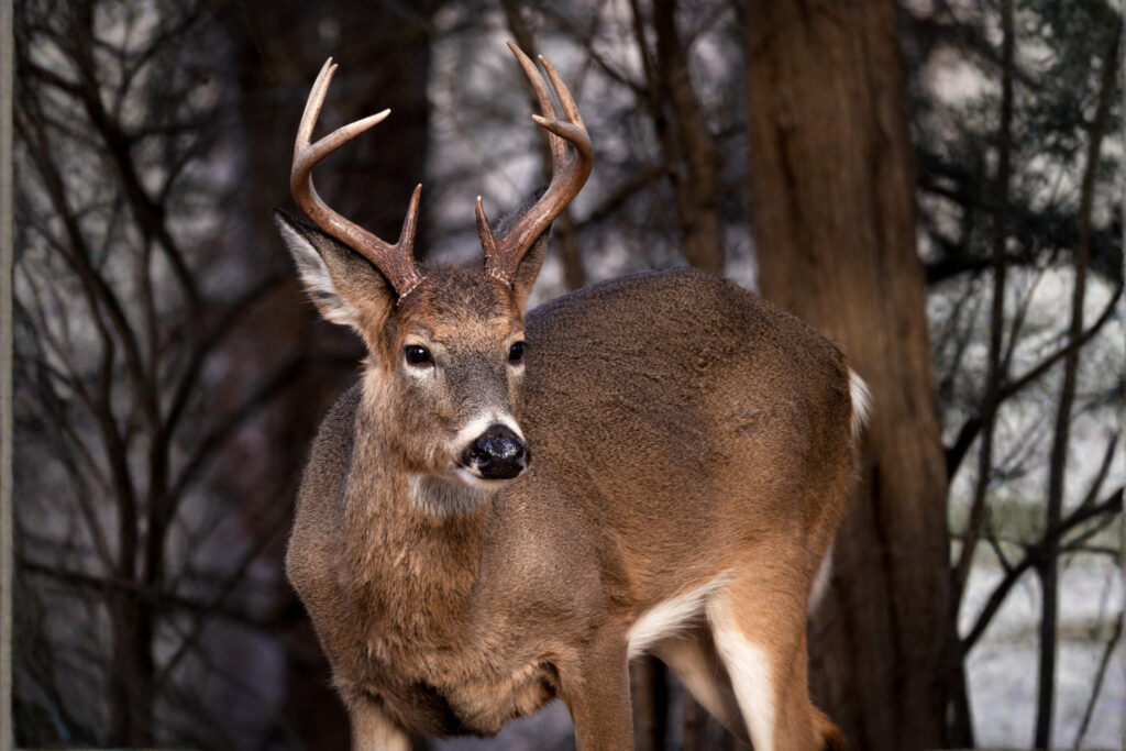 chasse au chevreuil au quebec